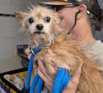 Chihuahua and Mixed Breed Dogs Available for Adoption in Albuquerque, New Mexico - CUPCAKE | PetCurious