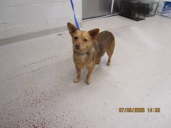 Tucker(320) -  Chihuahua and Terrier Dog for Adoption in Marietta, Georgia - Tucker(320) | PetCurious