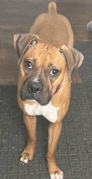 Boxer Dogs Available for Adoption - Rue | PetCurious