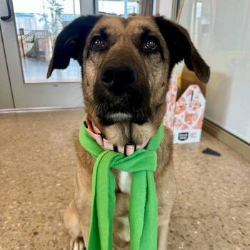 Tanya -  Shepherd Dog for Adoption in Bentonville, Arkansas - Tanya | PetCurious
