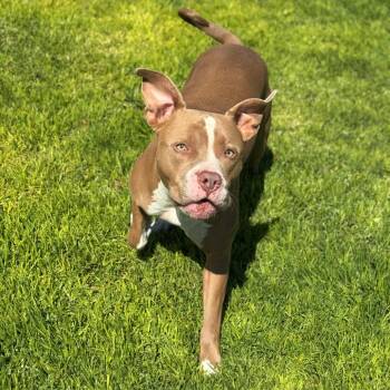 Maui -  Pit Bull Terrier Dog for Adoption in Goleta, California - Maui | PetCurious