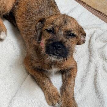 Ginger -  Terrier Dog for Adoption in Columbus, Georgia - Ginger | PetCurious