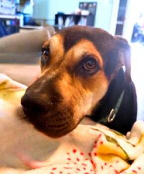 Buddy -  German Shepherd Dog and Mixed Breed Dog for Adoption in Anthem, Arizona - Buddy | PetCurious