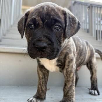 Chip -  Mixed Breed Dog for Adoption in Freeport, Florida - Chip | PetCurious