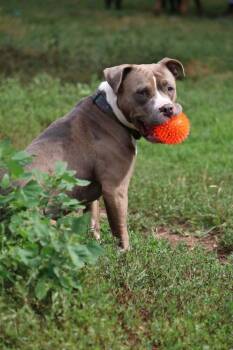 Isis -  American Staffordshire Terrier Dog for Adoption in Grand Rapids, Michigan - Isis | PetCurious