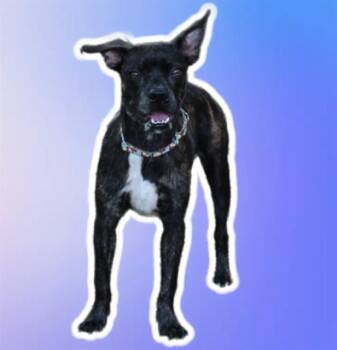 TILLIE -  Boston Terrier and Mixed Breed Dog for Adoption in Sarasota, Florida - TILLIE | PetCurious
