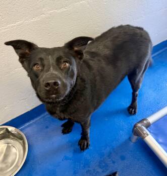 Marigold -  Australian Cattle Dog Blue Heeler Dog for Adoption in Lancaster, South Carolina - Marigold | PetCurious