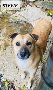 Rescue Labrador Retriever and Husky Dogs for Adoption in Maple Grove, Minnesota - Stevie | PetCurious