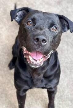 Messiah -  Pit Bull Terrier Dog for Adoption in Chicago, Illinois - Messiah | PetCurious