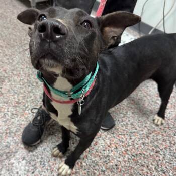 Anna -  Mixed Breed and Black Labrador Retriever Dog for Adoption in Salt Lake City, Utah - Anna | PetCurious