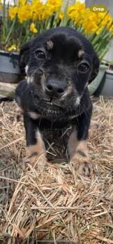 English Bulldog and Golden Retriever Dogs Available for Adoption - Maggie May | PetCurious