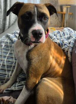 Mabel Jelly -  Mixed Breed Dog for Adoption - Mabel Jelly | PetCurious