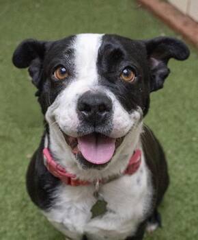 Terrier Dogs Available for Adoption in Encinitas, California - Yerbie | PetCurious