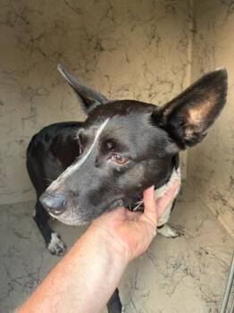 Kovu -  Terrier and Mixed Breed Dog for Adoption in Gainesville, Florida - Kovu | PetCurious
