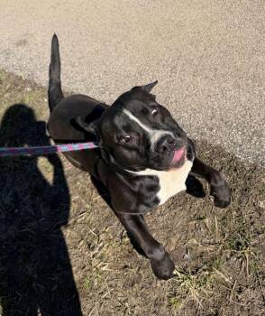 Pit Bull Terrier Dogs Available for Adoption - Hiccup | PetCurious