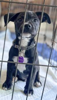 Hermes -  Pit Bull Terrier and Chihuahua Dog for Adoption in West Hollywood, California - Hermes | PetCurious
