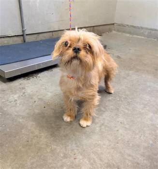 UNA -  Shih Tzu and Mixed Breed Dog for Adoption in Camarillo, California - UNA | PetCurious