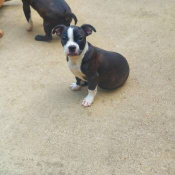 Frankie Footsie -  Boston Terrier and Jack Russell Terrier Dog for Adoption in South Kingstown, Rhode Island - Frankie Footsie | PetCurious