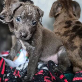 Catahoula Leopard Dog Dogs Available for Adoption - Zazu | PetCurious
