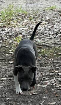 Rescue Pit Bull Terrier Dogs for Adoption in Walker, Louisiana - Myah | PetCurious
