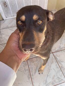 Rescue Shepherd Dogs for Adoption in Puyallup, Washington - Bella #2 | PetCurious