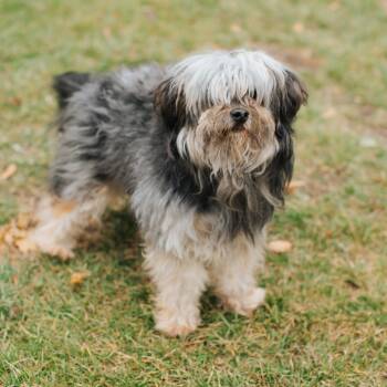 Rescue Shih Tzu Dogs for Adoption in Northbrook, Illinois - Captain Sniffles | PetCurious