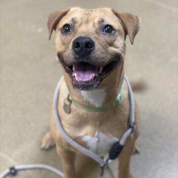 Autumn -  Pit Bull Terrier and Mixed Breed Dog for Adoption in Riverside, California - Autumn | PetCurious