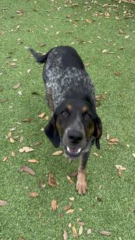 Bluetick Coonhound and Hound Dogs Available for Adoption - Elowen | PetCurious