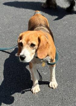 Plain -  Beagle Dog for Adoption in Downers Grove, Illinois - Plain | PetCurious
