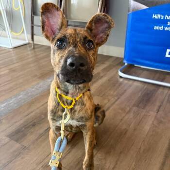 Wally -  Mixed Breed Dog for Adoption in Wantagh, New York - Wally | PetCurious
