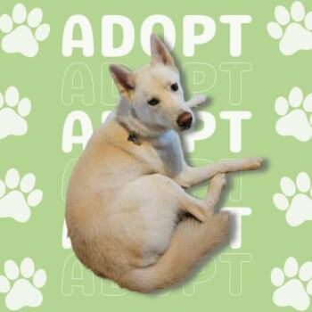 Rescue White German Shepherd and Shepherd Dogs for Adoption in Chatham, New Jersey - Leo | PetCurious