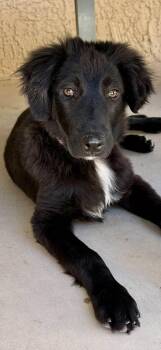 Flat Coated Retriever and Golden Retriever Dogs Available for Adoption - Rachel | PetCurious