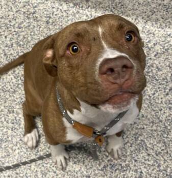 Monkey -  Pit Bull Terrier Dog for Adoption in Golden, Colorado - Monkey | PetCurious
