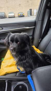 Tibetan Spaniel and Cavalier King Charles Spaniel Dogs Available for Adoption in Sayreville, New Jersey - Pierre | PetCurious