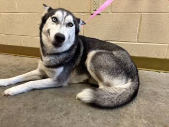 Rescue Husky and Mixed Breed Dogs for Adoption in Texas City, Texas - NOVA | PetCurious