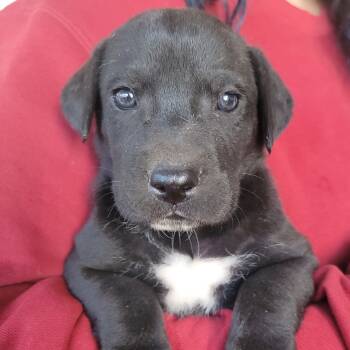 Rescue Great Dane and Shepherd Dogs for Adoption in Phoenix, Arizona - Cookies N Cream | PetCurious