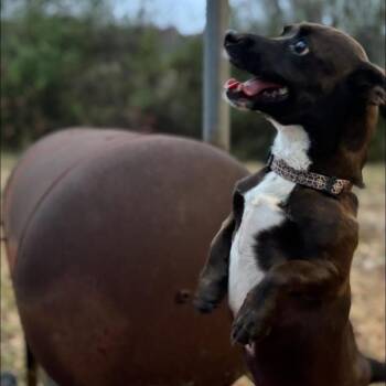 Mixed Breed Dogs Available for Adoption - Moose | PetCurious