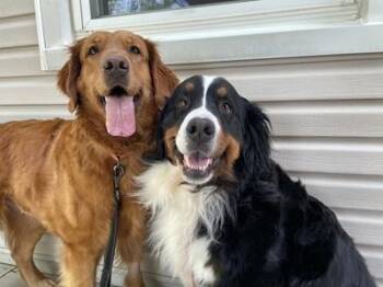 Lady and Lola -  Golden Retriever and Bernese Mountain Dog Dog for Adoption in Cleveland, Ohio - Lady And Lola | PetCurious