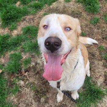 Australian Shepherd and Labrador Retriever Dogs Available for Adoption in Warren, Michigan - Papa ( Seeking Holistic Minded Adopters) | PetCurious