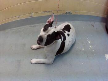 ELOTE -  Pit Bull Terrier and Mixed Breed Dog for Adoption in Tulsa, Oklahoma - ELOTE | PetCurious