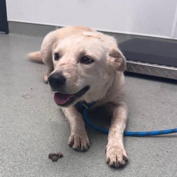 Carolina -  Labrador Retriever and Cattle Dog Dog Available for Adoption in Abilene, Texas - Carolina | PetCurious