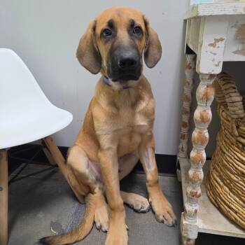 Reginald -  Bloodhound and Plott Hound Dog for Adoption in Normal, Illinois - Reginald | PetCurious