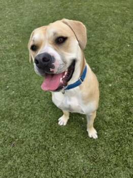 Mixed Breed Dogs Available for Adoption - Remy | PetCurious