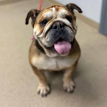 Nena -  English Bulldog Dog for Adoption in Denver, Colorado - Nena | PetCurious