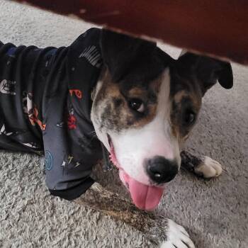 Rescue Mixed Breed Dogs for Adoption in Sioux Falls, South Dakota - Cleo | PetCurious