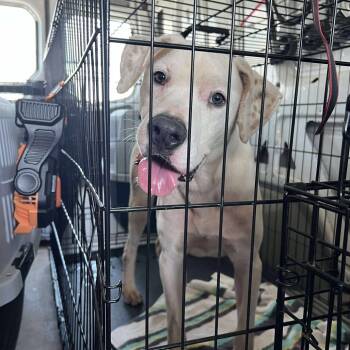 Rescue Mixed Breed Dogs for Adoption in Savannah, Georgia - Ruckus | PetCurious