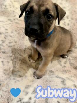 Subway -  Puggle and Beagle Dog for Adoption - Subway | PetCurious