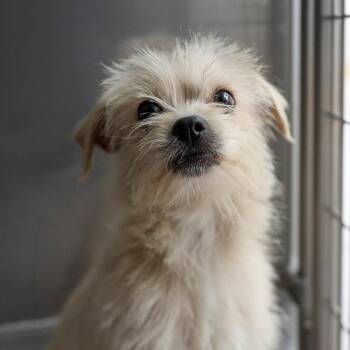 Terrier Dogs Available for Adoption in Bradenton, Florida - Trixie | PetCurious