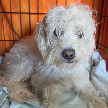 Bunny - Chino Hills Location -  Maltese and Poodle Dog for Adoption in Chino Hills, California - Bunny - Chino Hills Location | PetCurious
