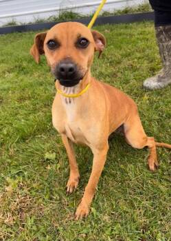Terrier Dogs Available for Adoption in Westminster, Maryland - Sally | PetCurious